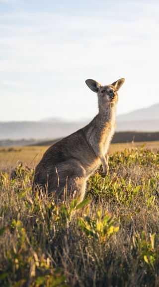 Look at Me Now Headland, Emerald Beach - North Coast